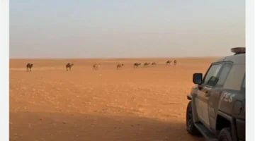 الرعي المخالف يوقع صاحبه بقبضة أمن محمية الإمام عبدالعزيز بن محمد الملكية